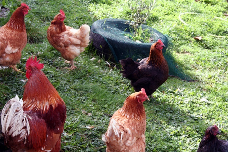 Early Learning Centre Farm Auckland - Country Daycare Orewa